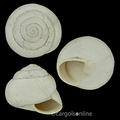 IMG_detallada/Sphincterochila (Albea) candidissima candidissima.jpg